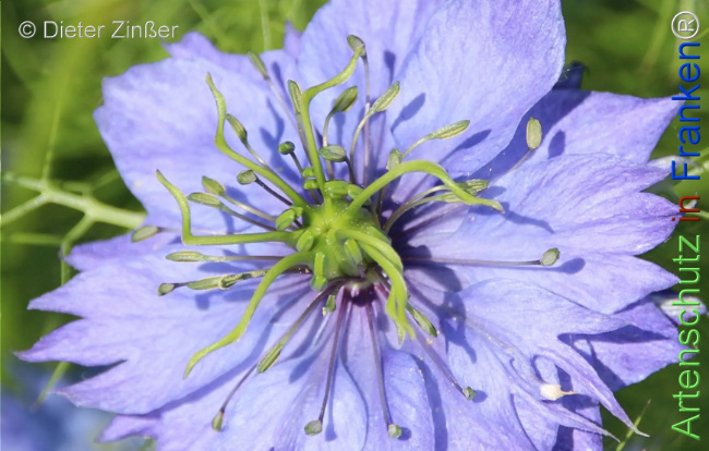 Bild zum Eintrag (1131398-160)