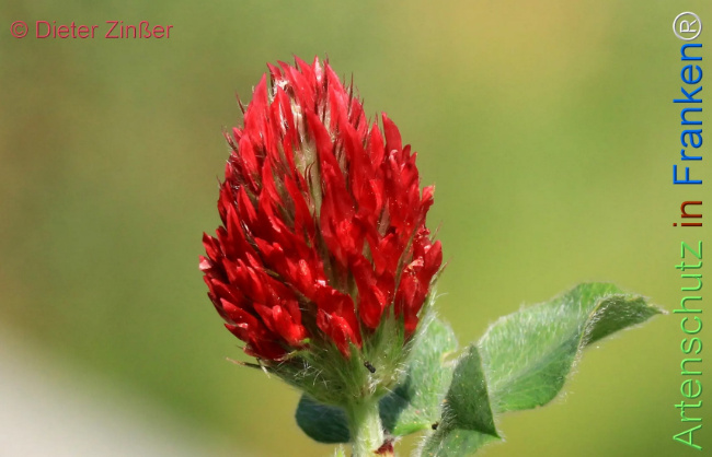 Bild zum Eintrag (1131514-160)