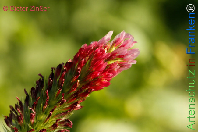 Bild zum Eintrag (1131515-160)