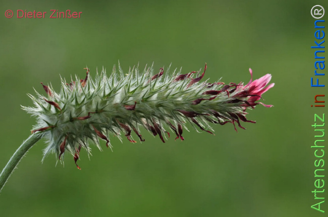 Bild zum Eintrag (1131516-160)