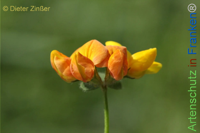 Bild zum Eintrag (1131528-160)