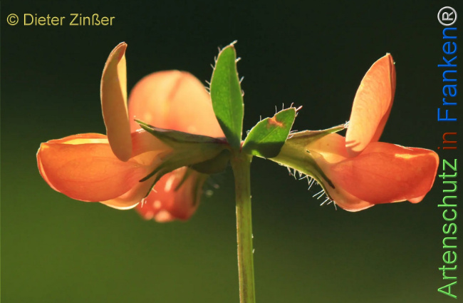 Bild zum Eintrag (1131529-160)