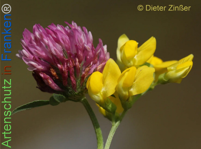 Bild zum Eintrag (1131530-160)