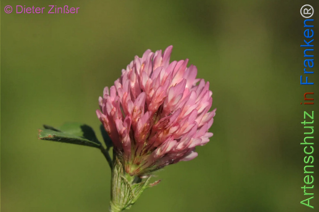 Bild zum Eintrag (1131536-160)