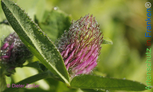 Bild zum Eintrag (1131539-160)