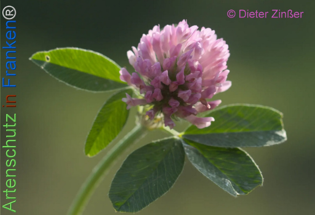 Bild zum Eintrag (1131540-160)