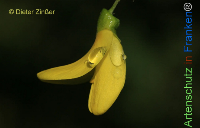 Bild zum Eintrag (1131548-160)