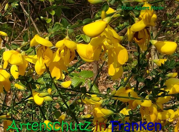 Bild zum Eintrag (1131549-160)