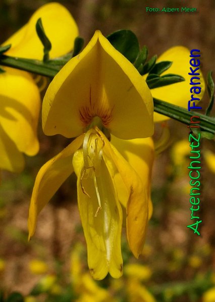 Bild zum Eintrag (1131550-160)