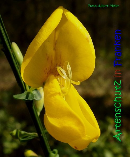 Bild zum Eintrag (1131551-160)