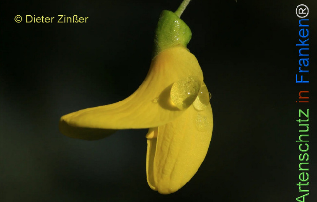 Bild zum Eintrag (1131556-160)