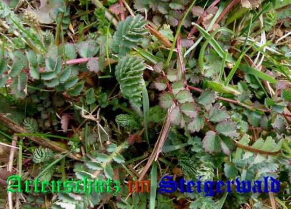 Bild zum Eintrag (1131565-160)