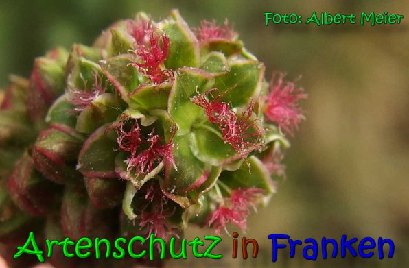 Bild zum Eintrag (1131569-160)