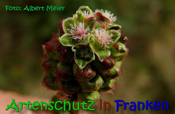 Bild zum Eintrag (1131570-160)