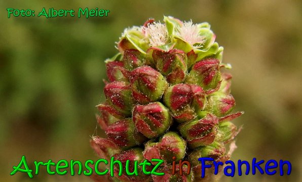 Bild zum Eintrag (1131571-160)