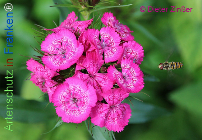 Bild zum Eintrag (1131627-160)