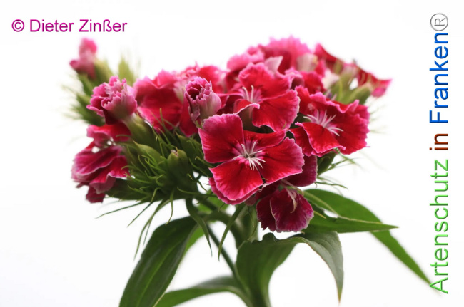 Bild zum Eintrag (1131632-160)