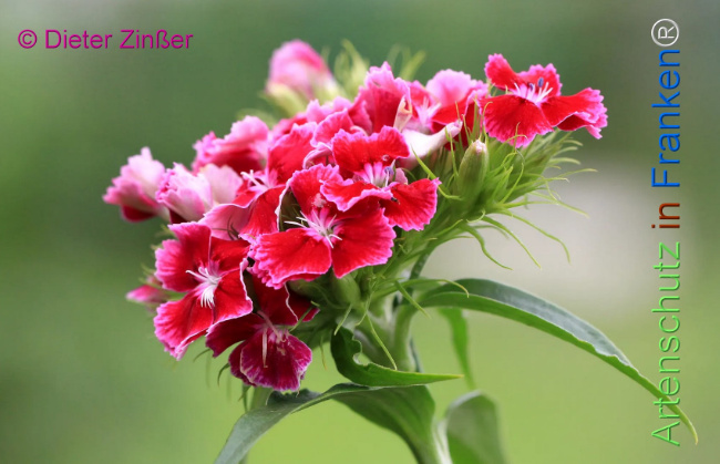 Bild zum Eintrag (1131633-160)