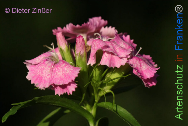 Bild zum Eintrag (1131634-160)