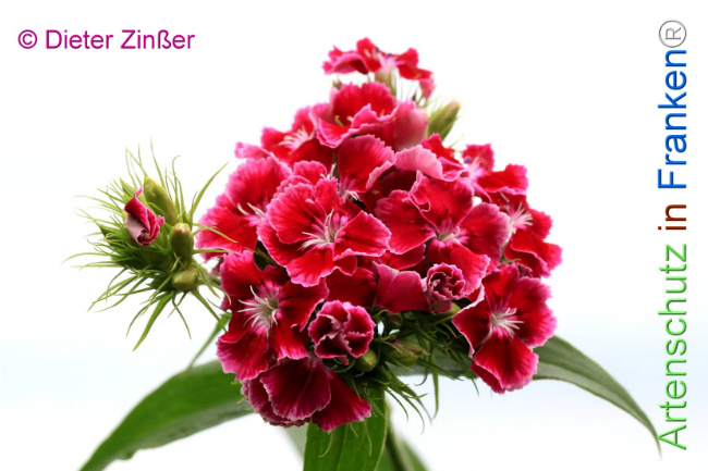 Bild zum Eintrag (1131640-160)