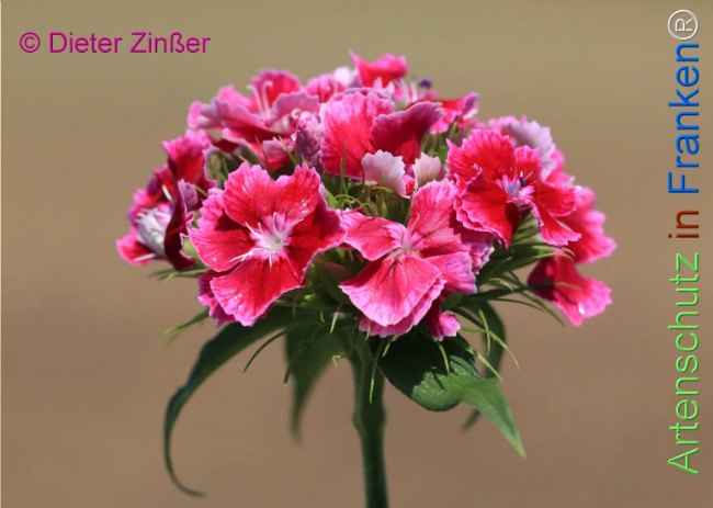 Bild zum Eintrag (1131641-160)