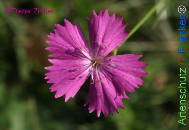 Bild zum Eintrag (1131648-160)