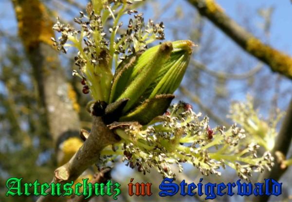 Bild zum Eintrag (1131760-160)