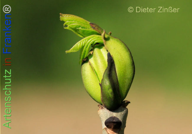 Bild zum Eintrag (1131762-160)