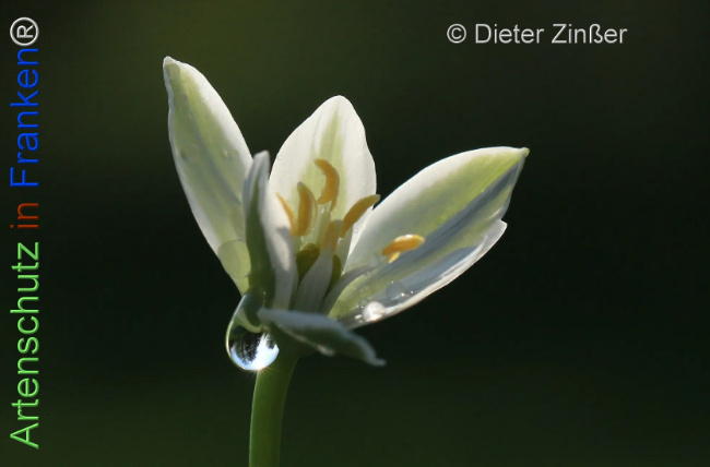 Bild zum Eintrag (1131774-160)