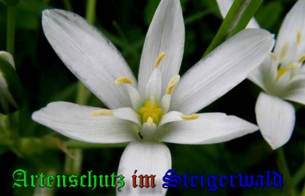 Bild zum Eintrag (1131777-160)