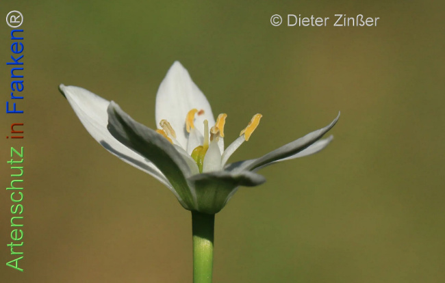 Bild zum Eintrag (1131783-160)