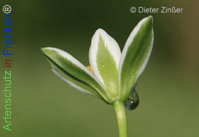 Bild zum Eintrag (1131784-160)