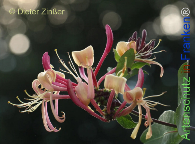 Bild zum Eintrag (1131804-160)