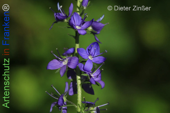 Bild zum Eintrag (1131815-160)