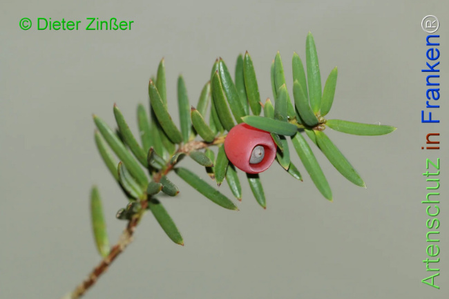 Bild zum Eintrag (1131817-160)