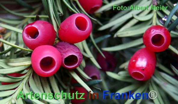 Bild zum Eintrag (1131823-160)