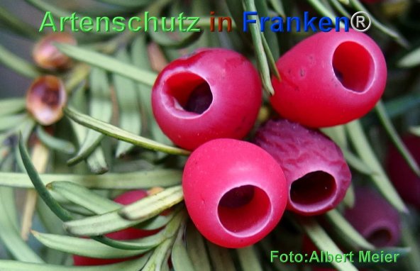 Bild zum Eintrag (1131824-160)