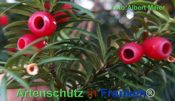 Bild zum Eintrag (1131825-160)