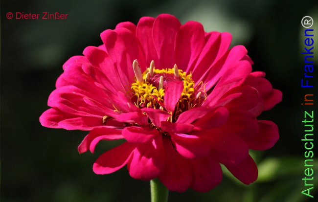 Bild zum Eintrag (1131867-160)