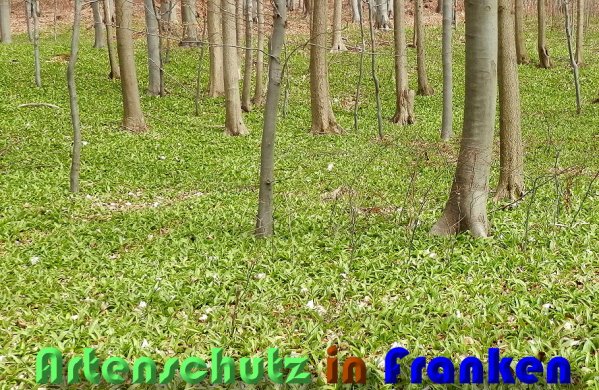 Bild zum Eintrag (1131882-160)