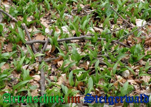 Bild zum Eintrag (1131884-160)