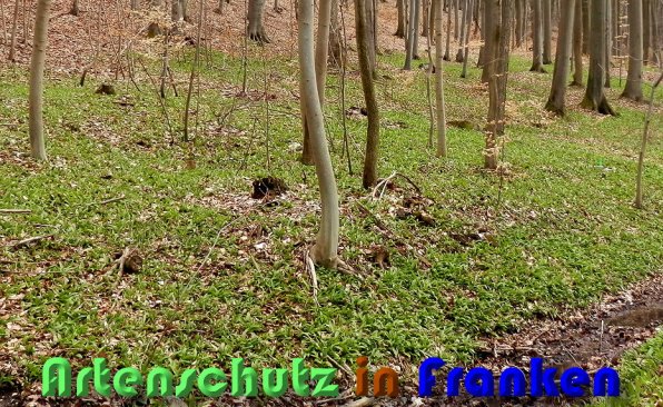 Bild zum Eintrag (1131886-160)