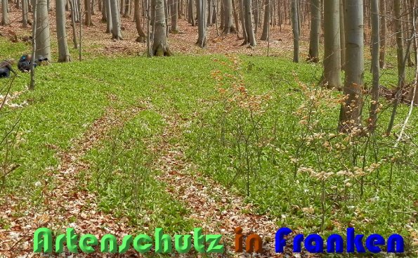 Bild zum Eintrag (1131889-160)