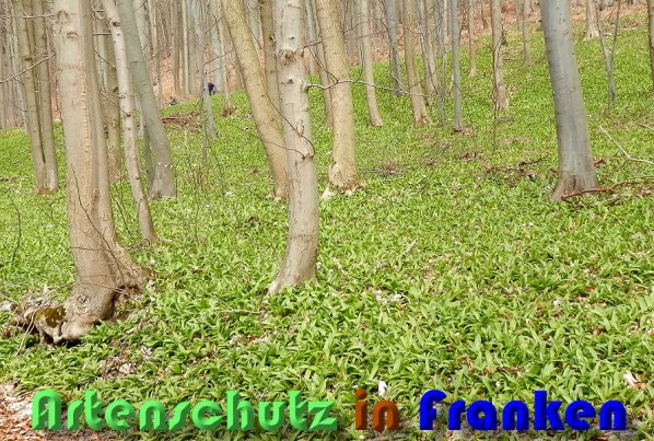 Bild zum Eintrag (1131890-160)