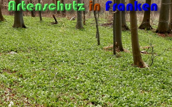 Bild zum Eintrag (1131893-160)