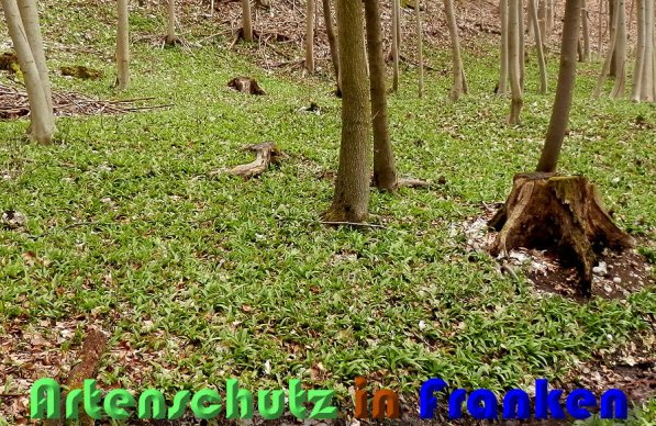 Bild zum Eintrag (1131894-160)