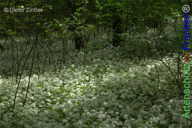 Bild zum Eintrag (1131899-160)