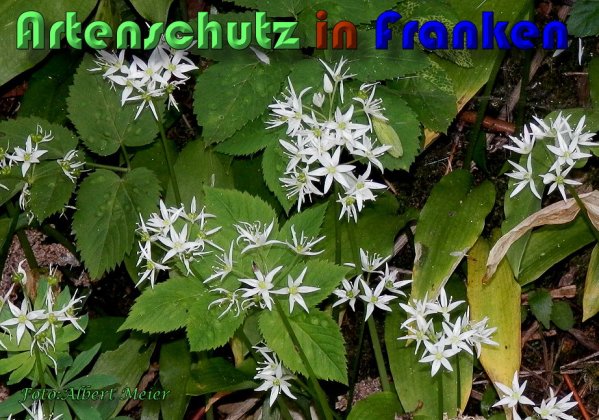 Bild zum Eintrag (1131900-160)