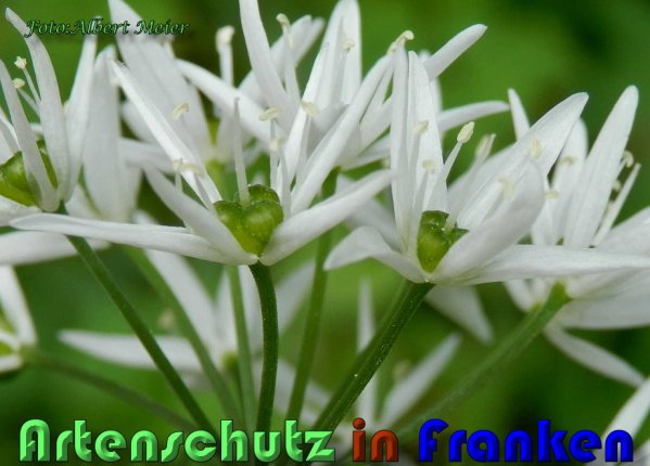 Bild zum Eintrag (1131901-160)