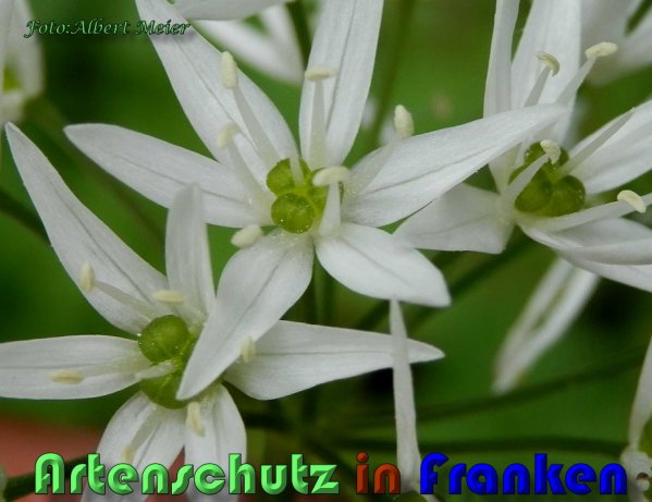 Bild zum Eintrag (1131902-160)